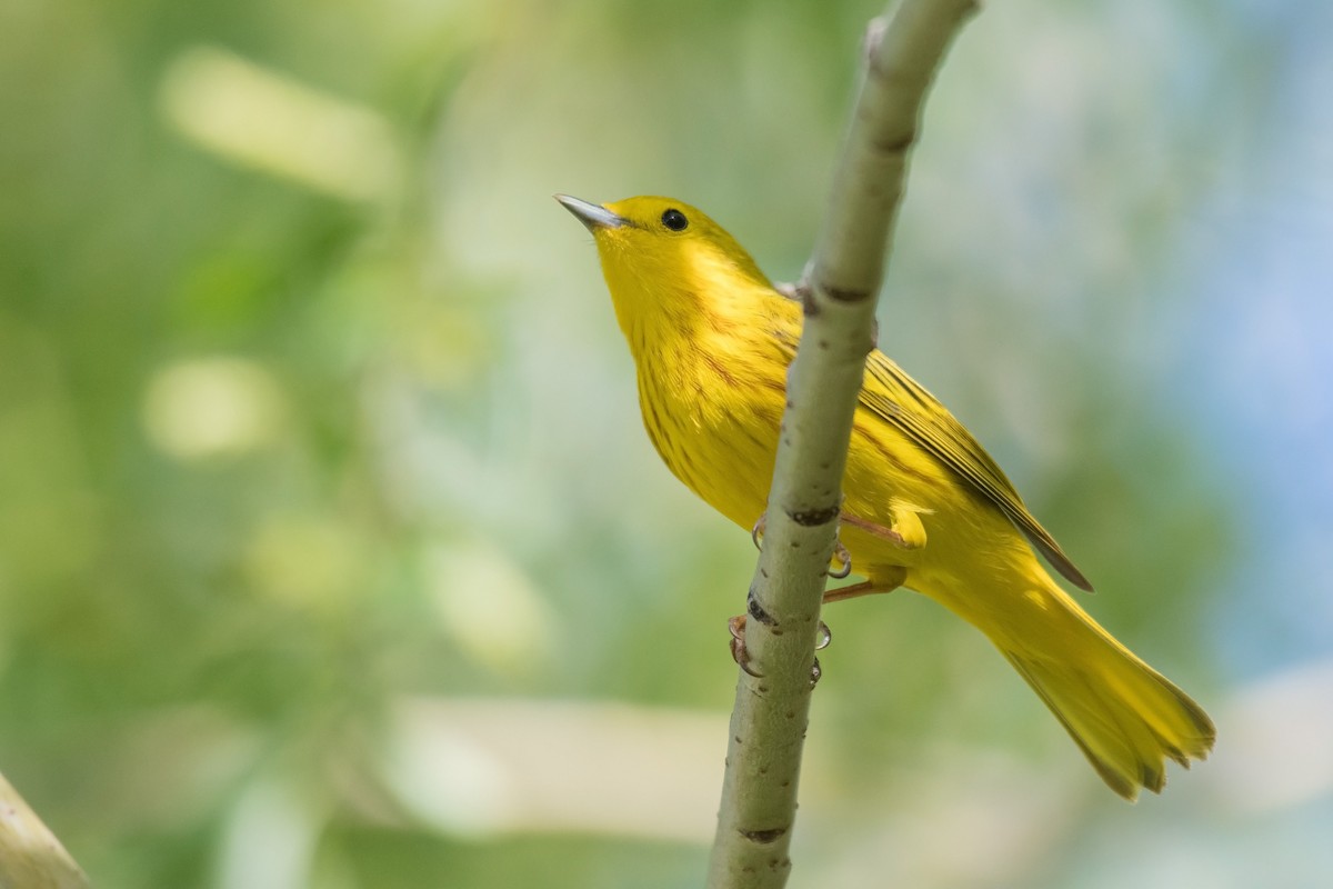 Yellow Warbler (Northern) - ML163921461
