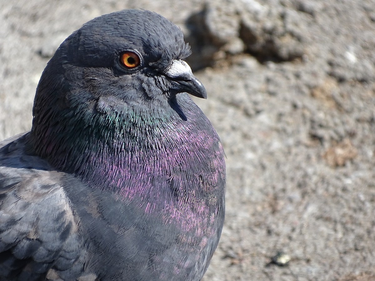 Rock Pigeon (Feral Pigeon) - Suzanne  Filteau
