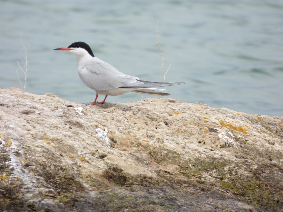 Common Tern - Bill Crins