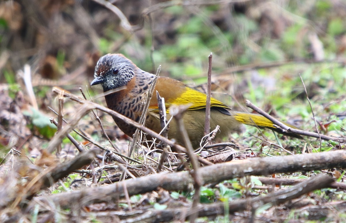 Chestnut-crowned Laughingthrush - ML163928161