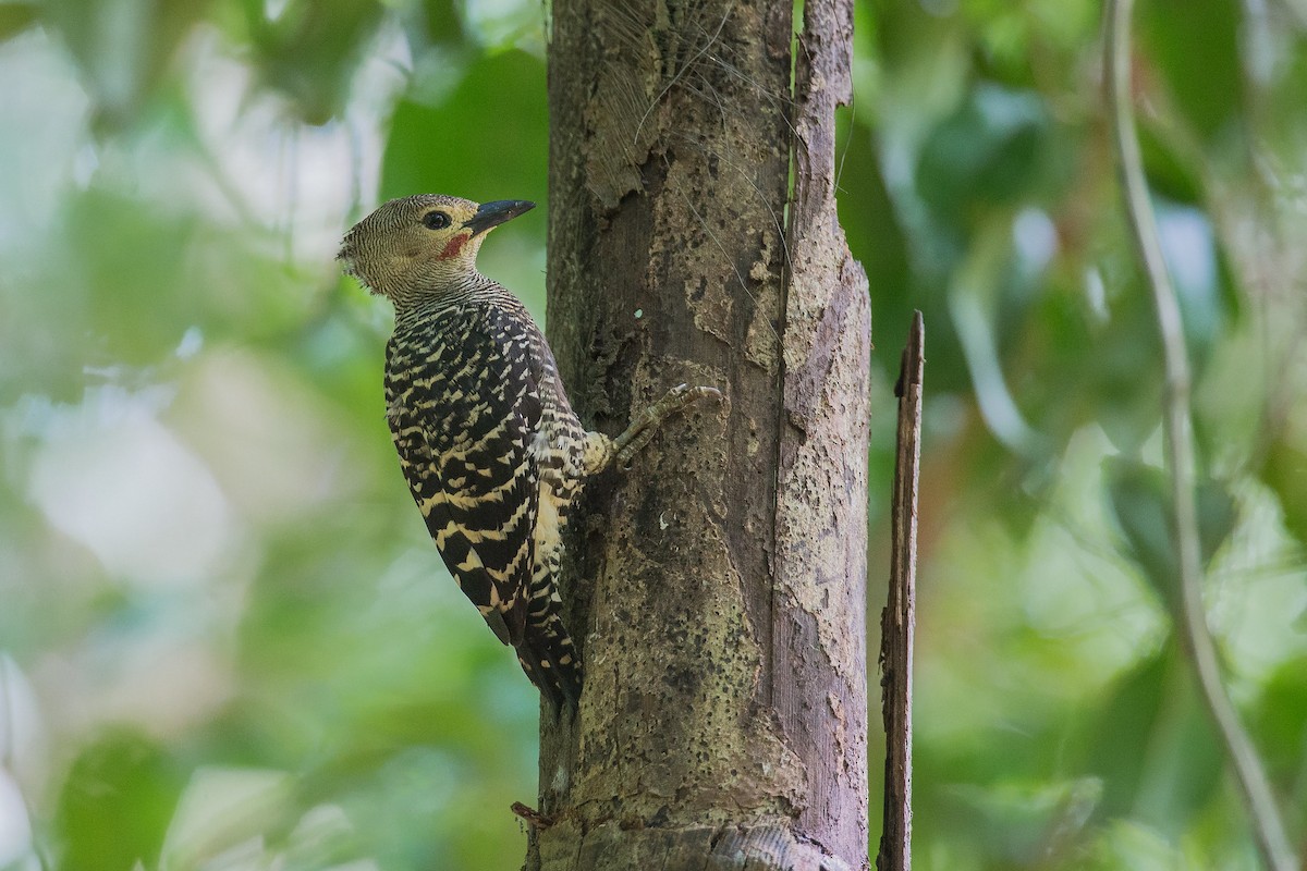 Buff-rumped Woodpecker - Adrian Silas Tay