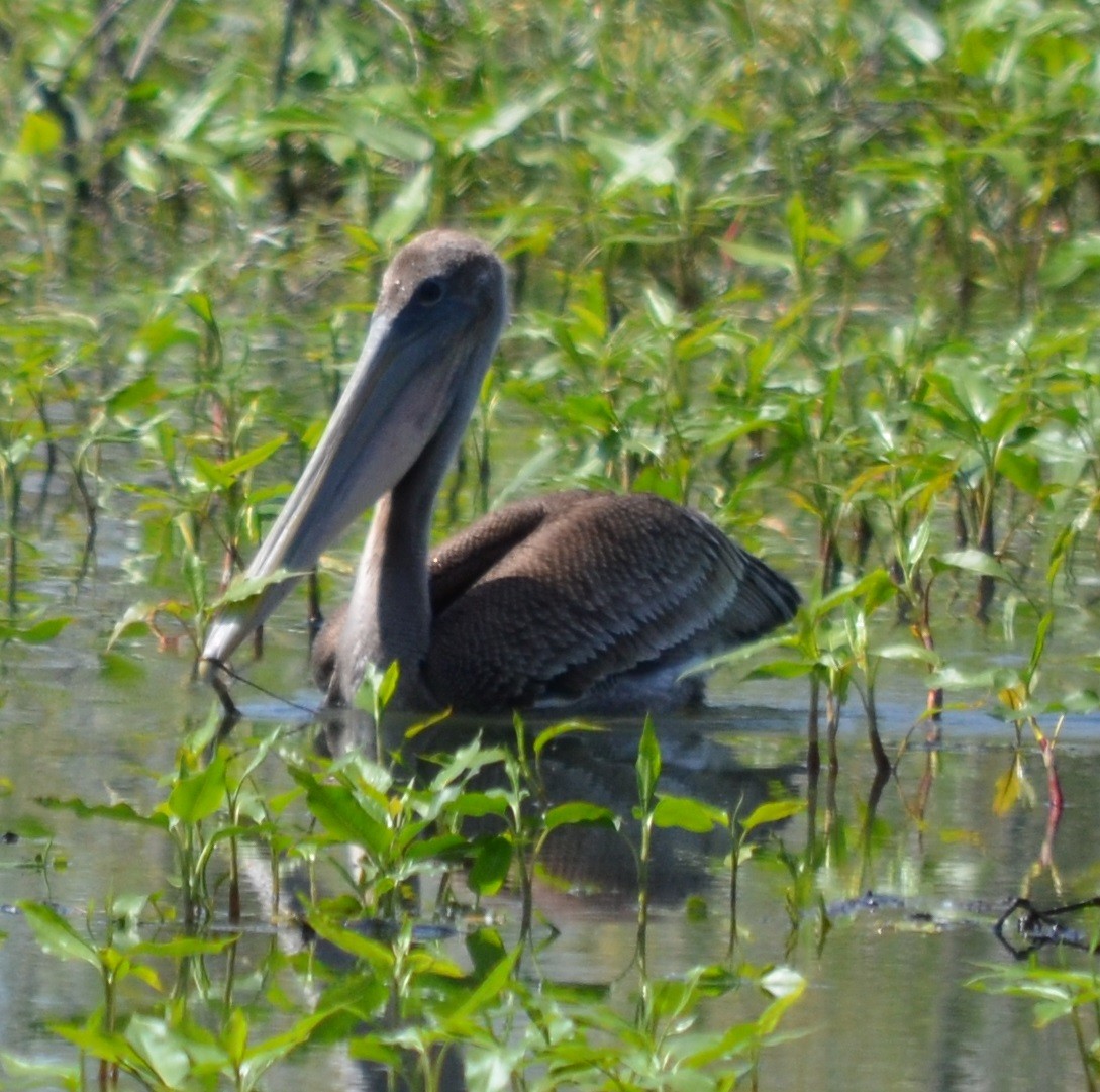 pelikán hnědý - ML163932411