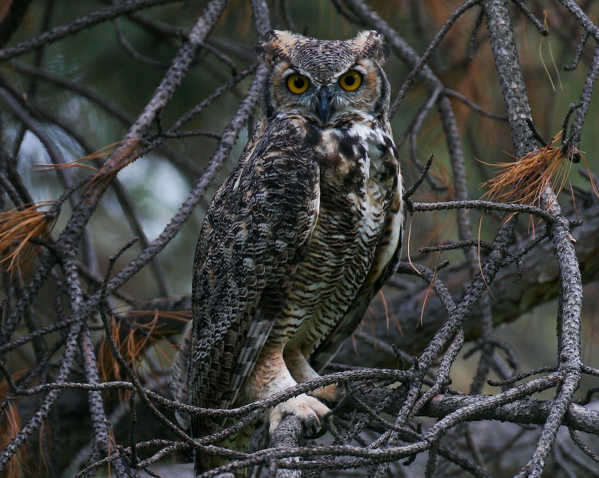 Great Horned Owl - Bryan Lanning