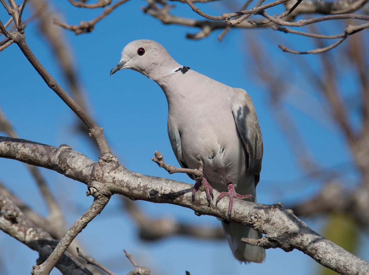Eurasian Collared-Dove - Jordan Broadhead