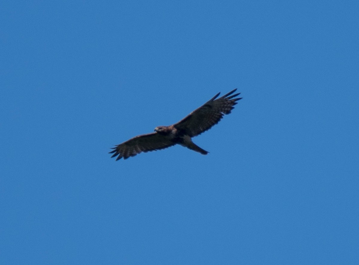 Red-tailed Hawk - Jordan Broadhead