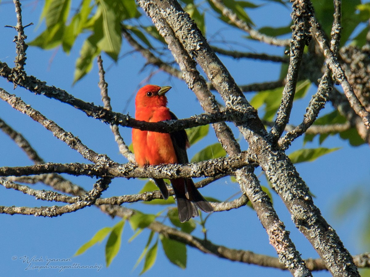 Scarlet Tanager - ML163936881