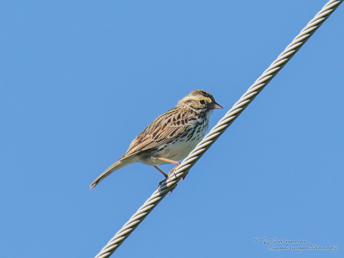 Savannah Sparrow - Wich’yanan Limparungpatthanakij
