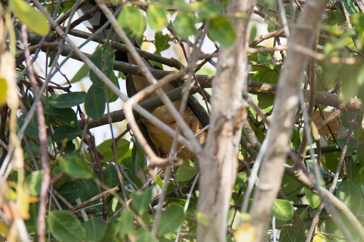 Mangrove Cuckoo - ML163941221