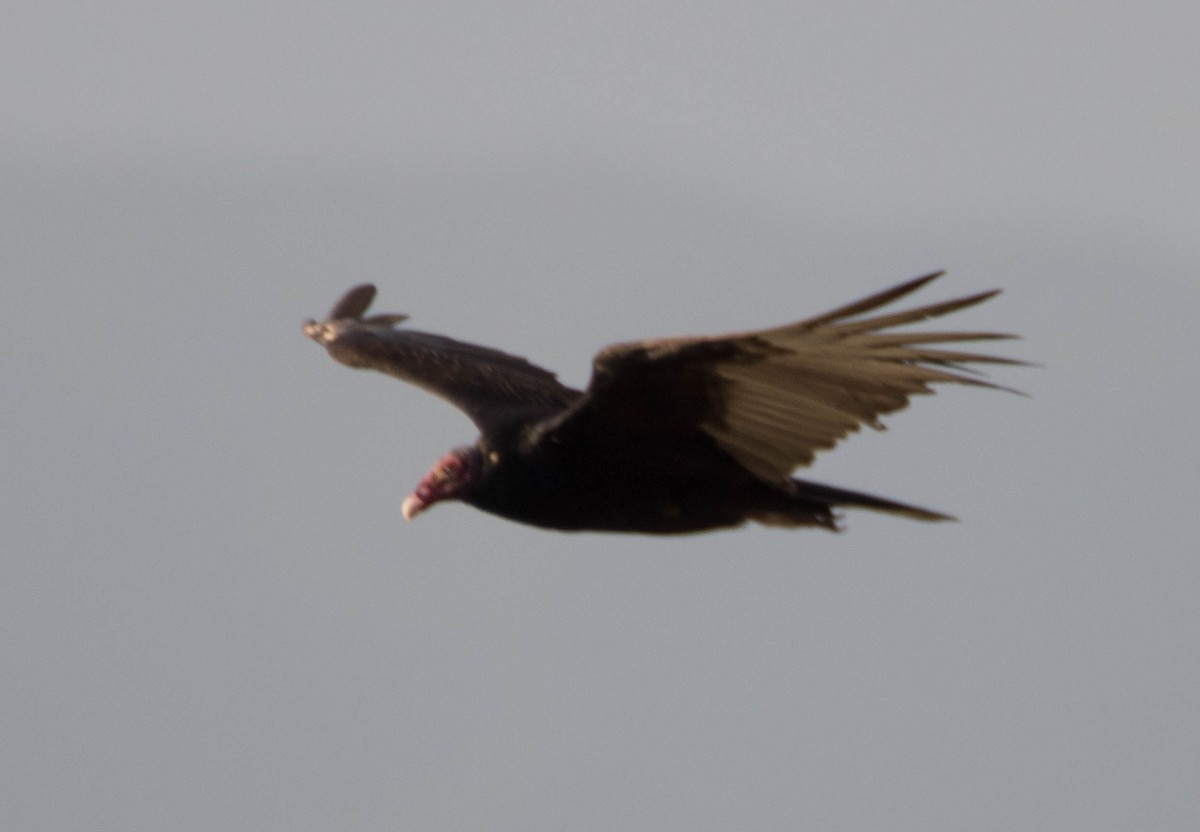 Turkey Vulture - Jordan Broadhead