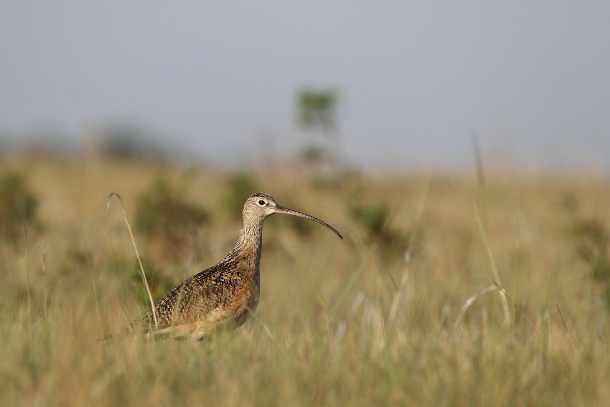 Long-billed Curlew - ML163944781