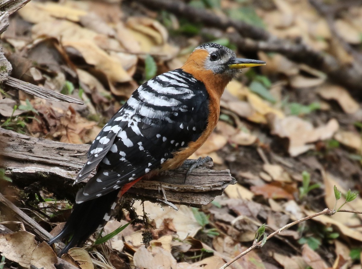Rufous-bellied Woodpecker - ML163950881