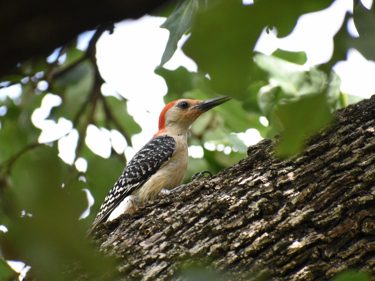 Red-bellied Woodpecker - ML163952021