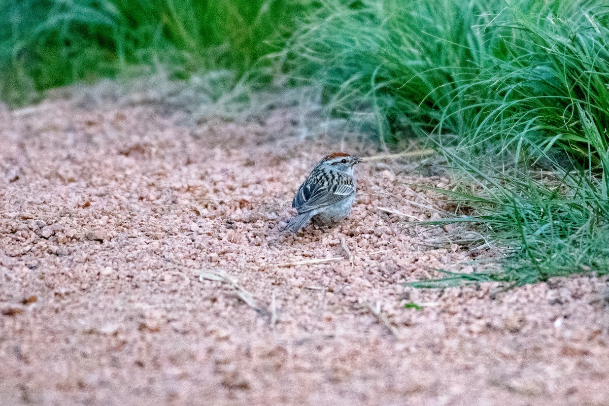 Chipping Sparrow - ML163953191