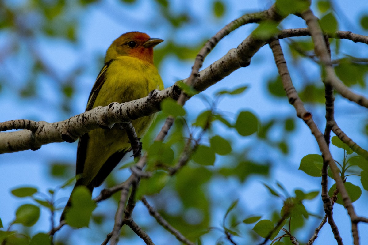 Western Tanager - ML163953221