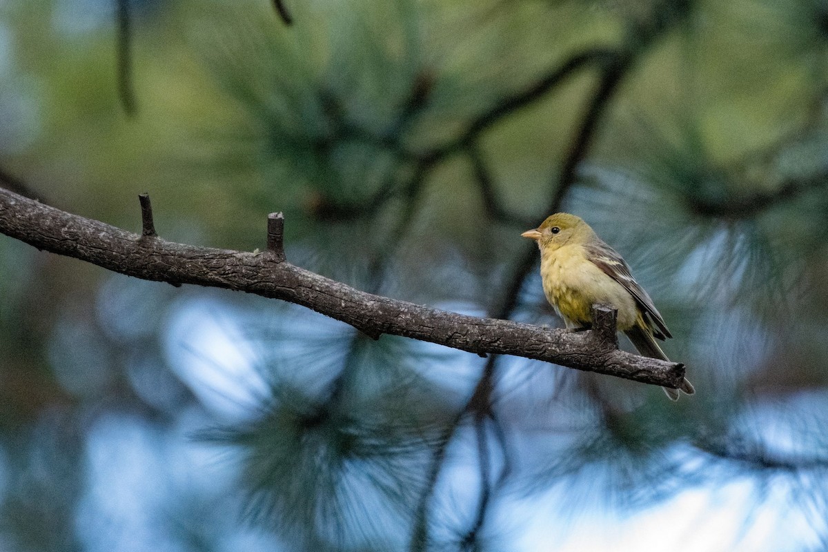 Western Tanager - ML163953511