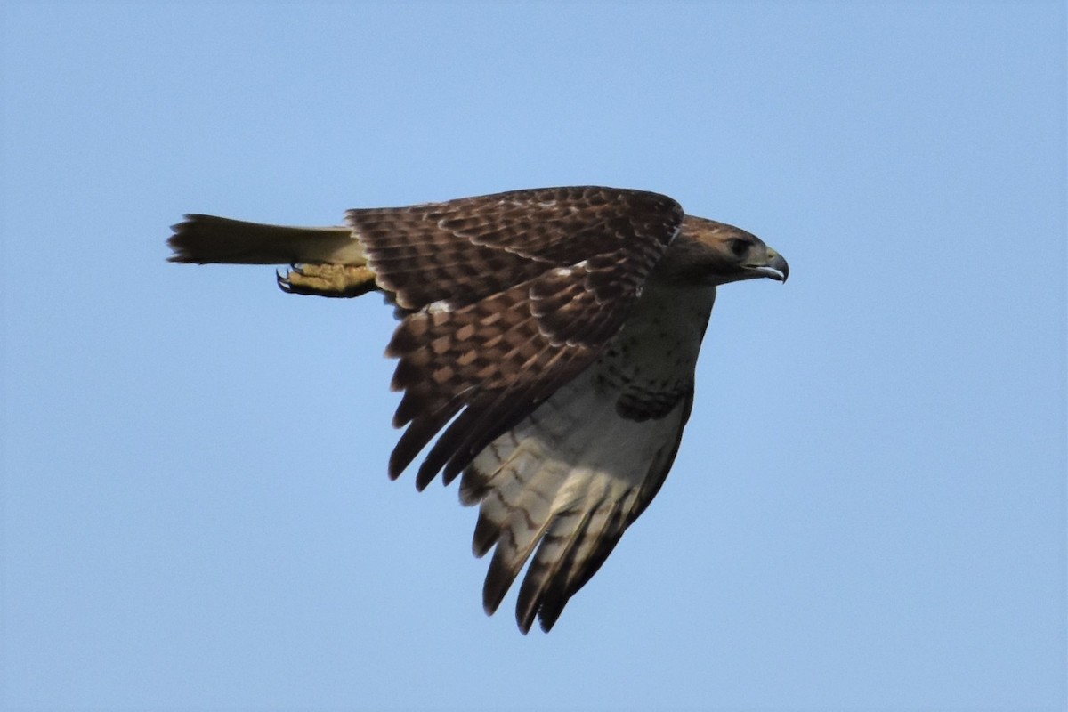 Red-tailed Hawk - Derek Hudgins
