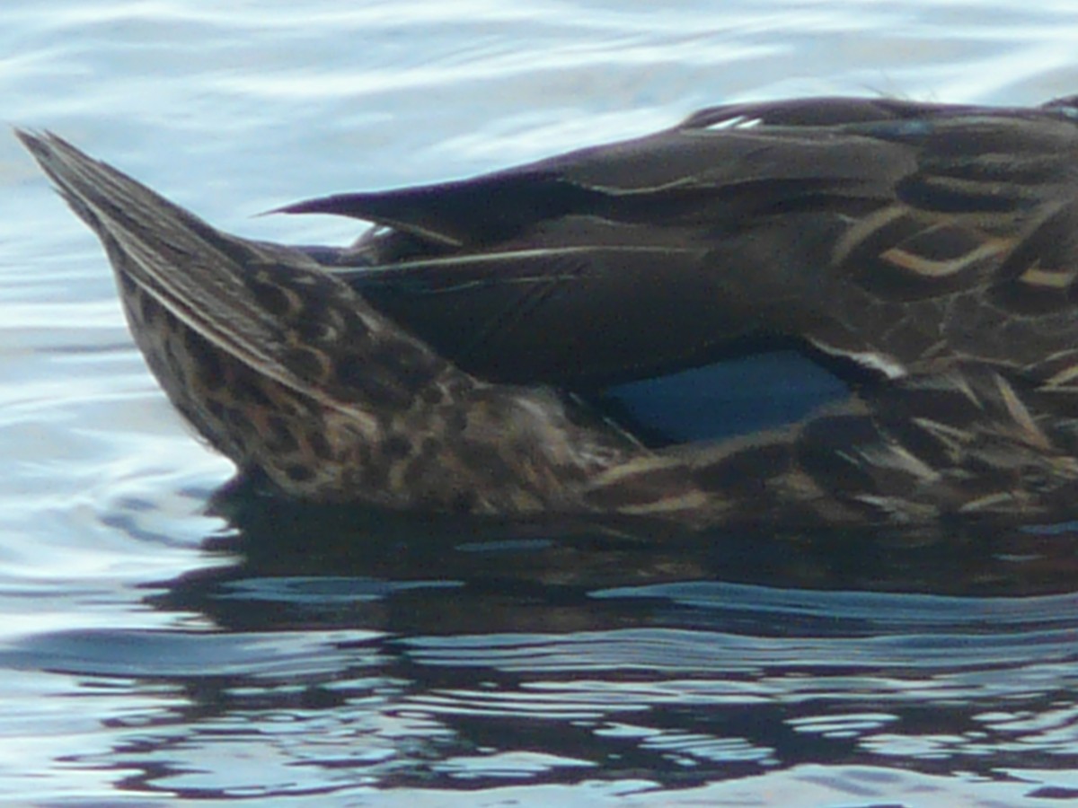 Mallard x Mottled Duck (hybrid) - ML163957601
