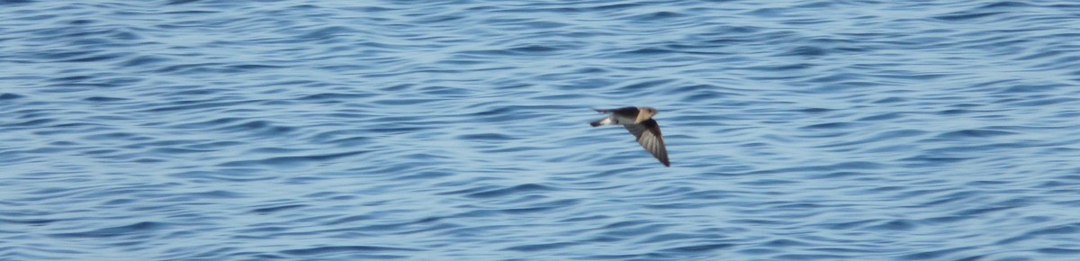 Northern Rough-winged Swallow - Da Lo