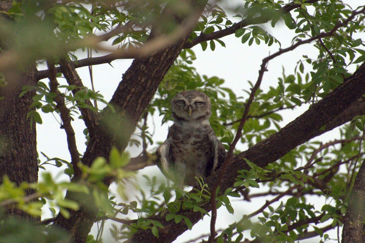 Spotted Owlet - ML163961071