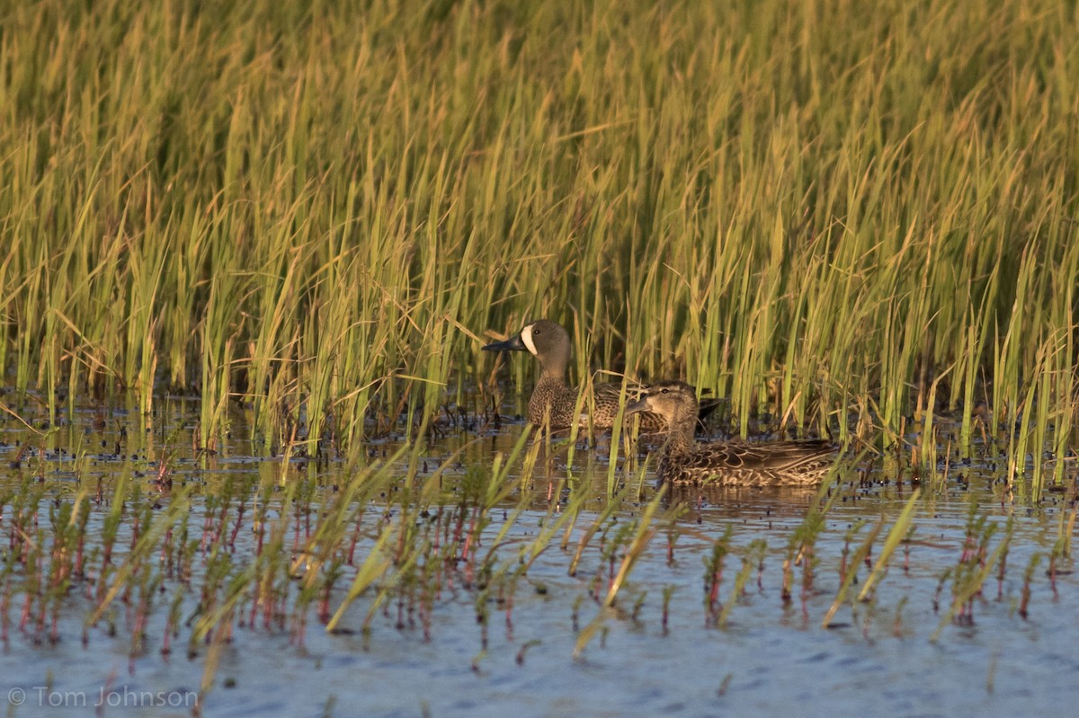 Blue-winged Teal - ML163961871