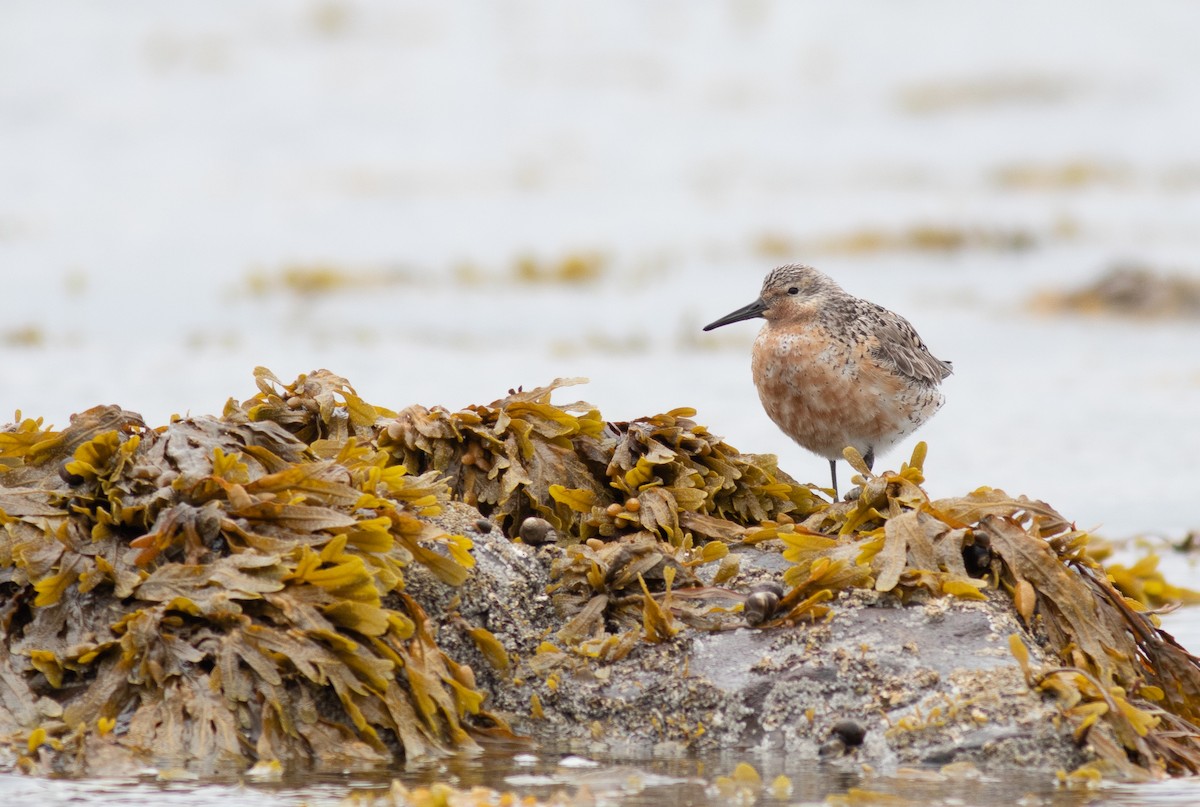 Red Knot - Richard Couse