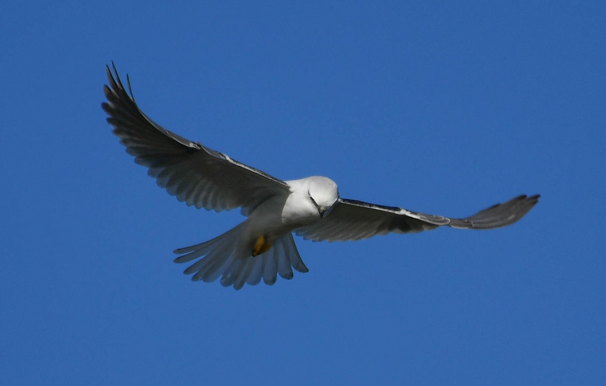Black-shouldered Kite - ML163963901
