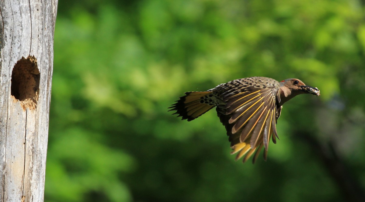 Northern Flicker - Diane St-Jacques