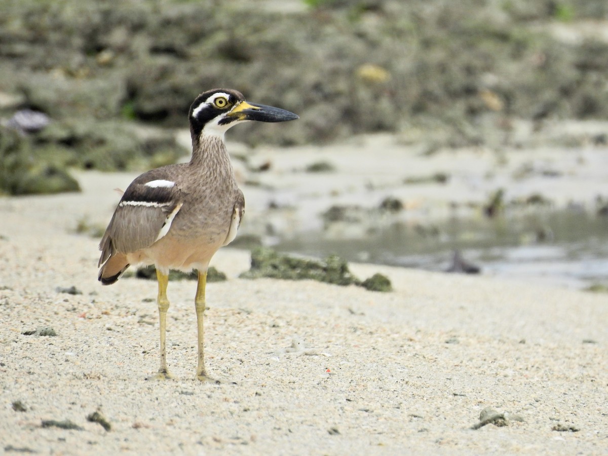 Beach Thick-knee - Tom Squires