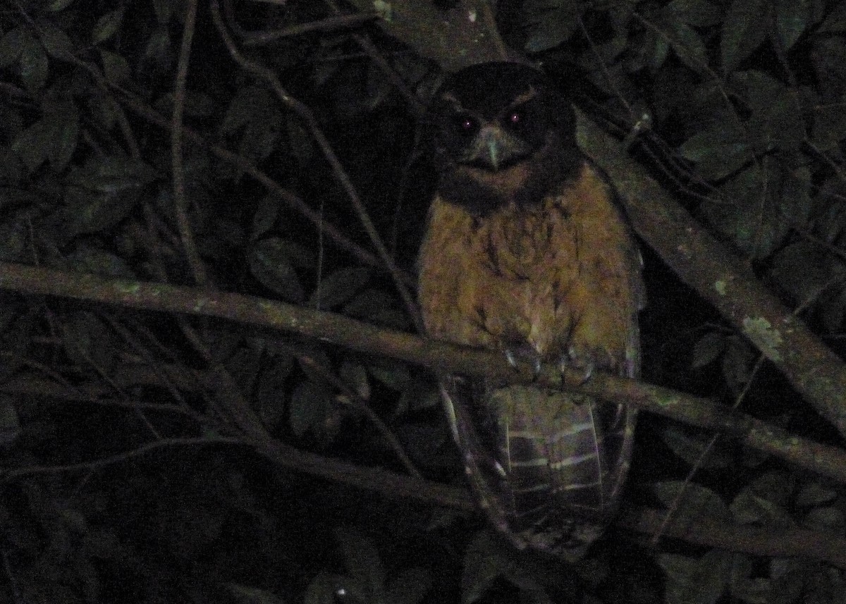 Tawny-browed Owl - ML163971141