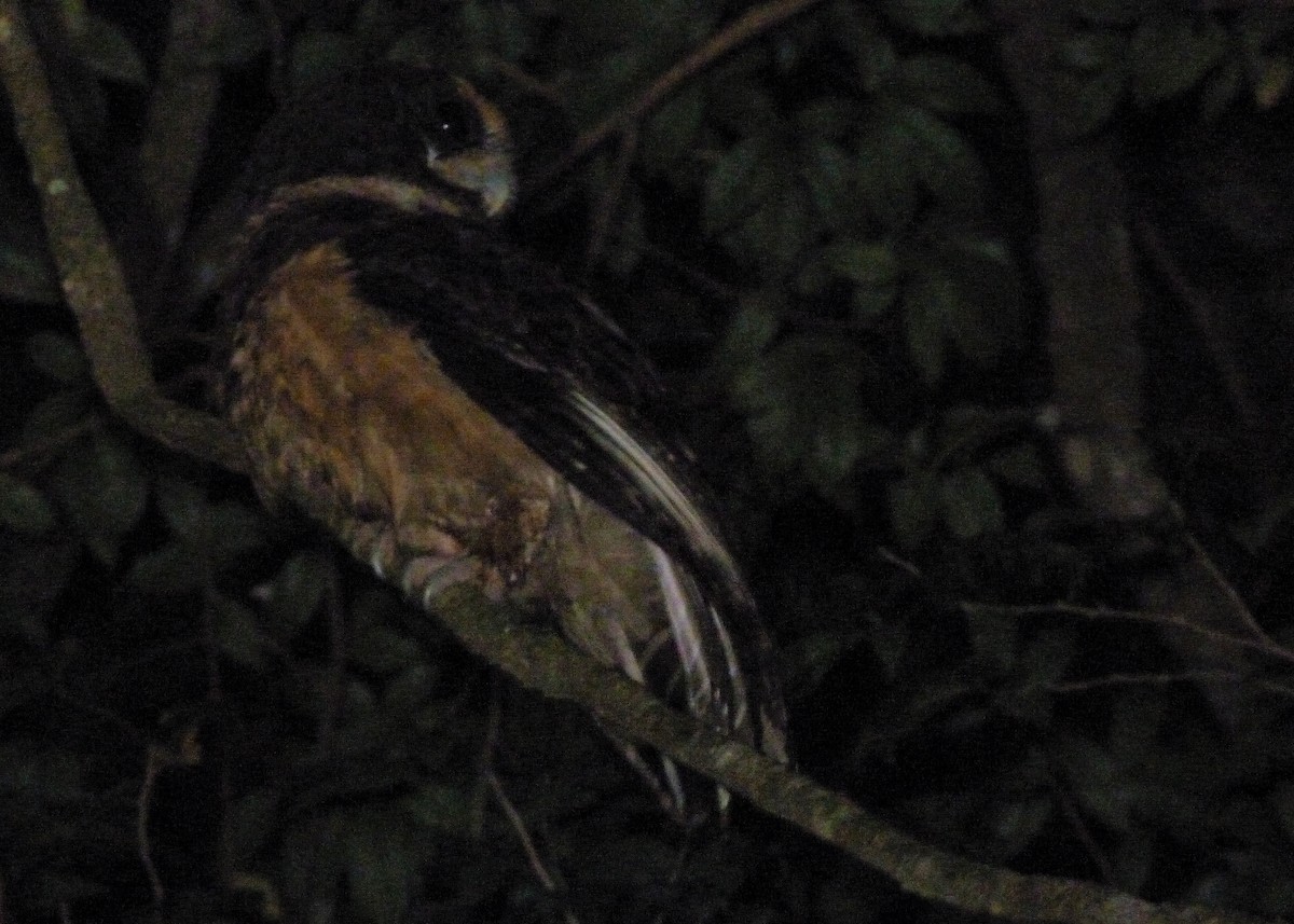 Tawny-browed Owl - ML163971151