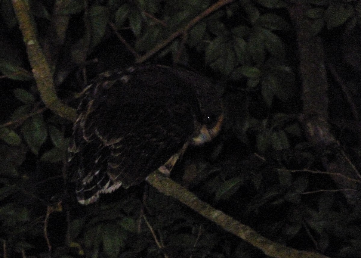 Tawny-browed Owl - ML163971161