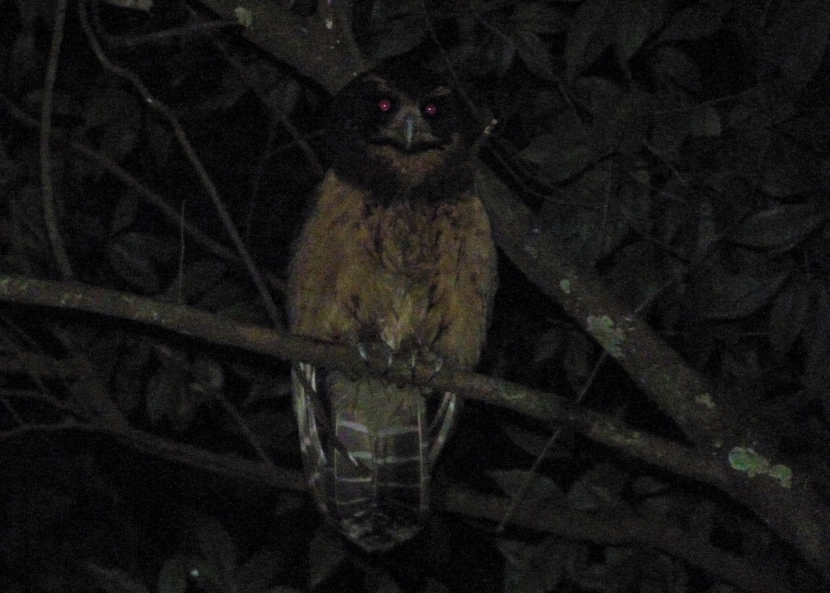 Tawny-browed Owl - ML163971171