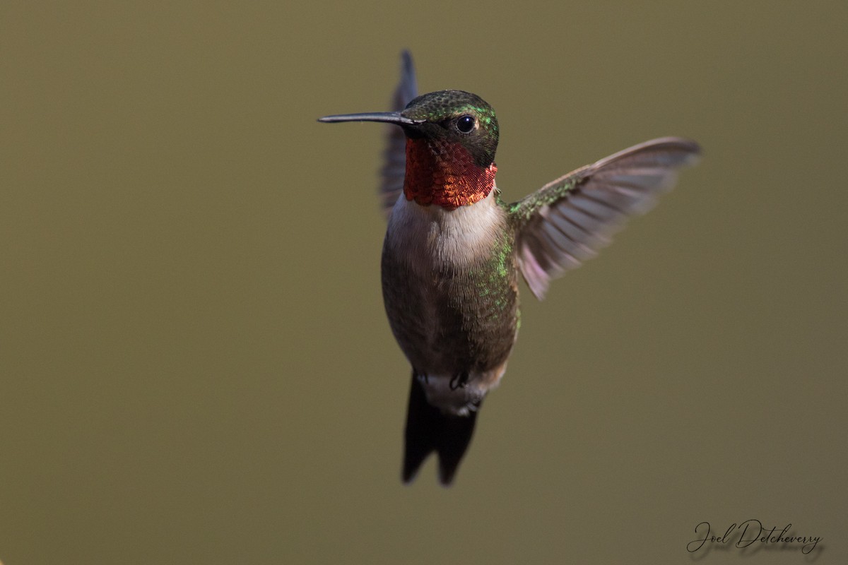 Ruby-throated Hummingbird - Detcheverry Joël
