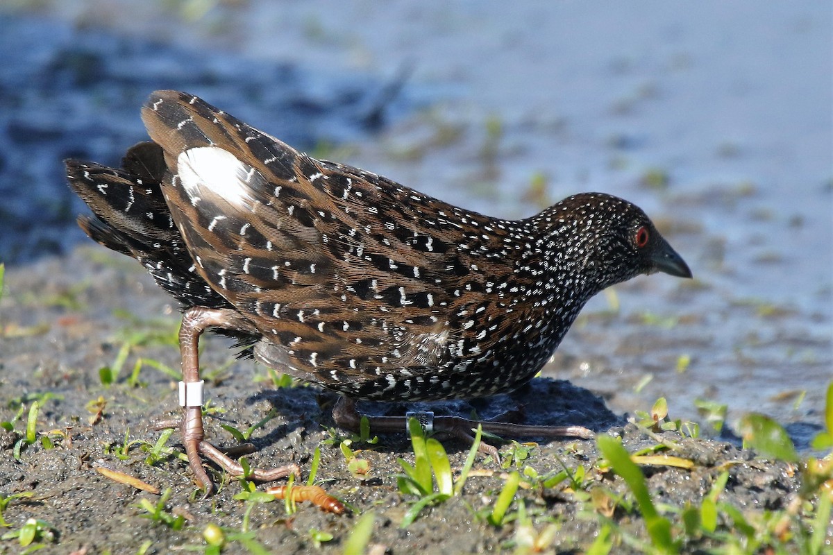 Speckled Rail - ML163975161