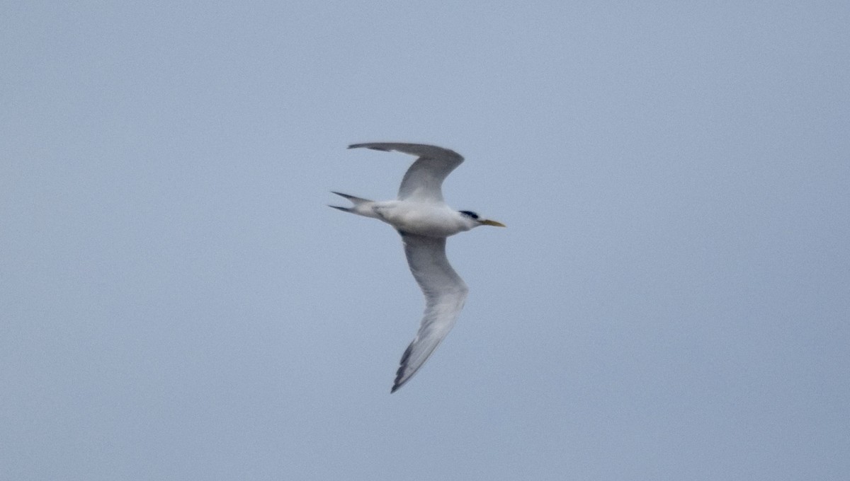 Great Crested Tern - ML163975831