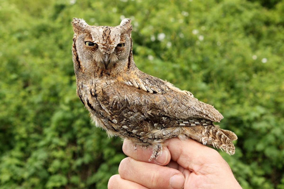 Eurasian Scops-Owl - Ondřej Boháč