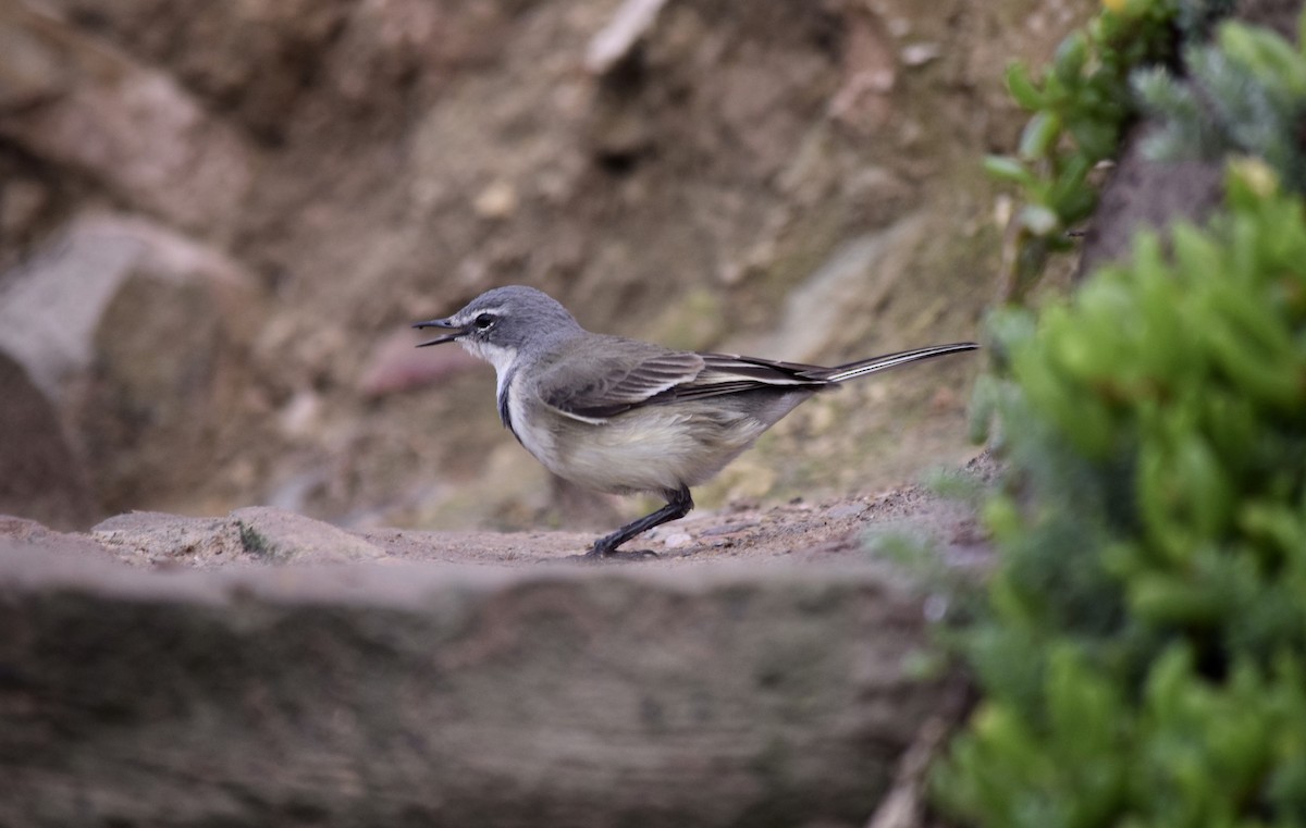 Cape Wagtail - ML163976871