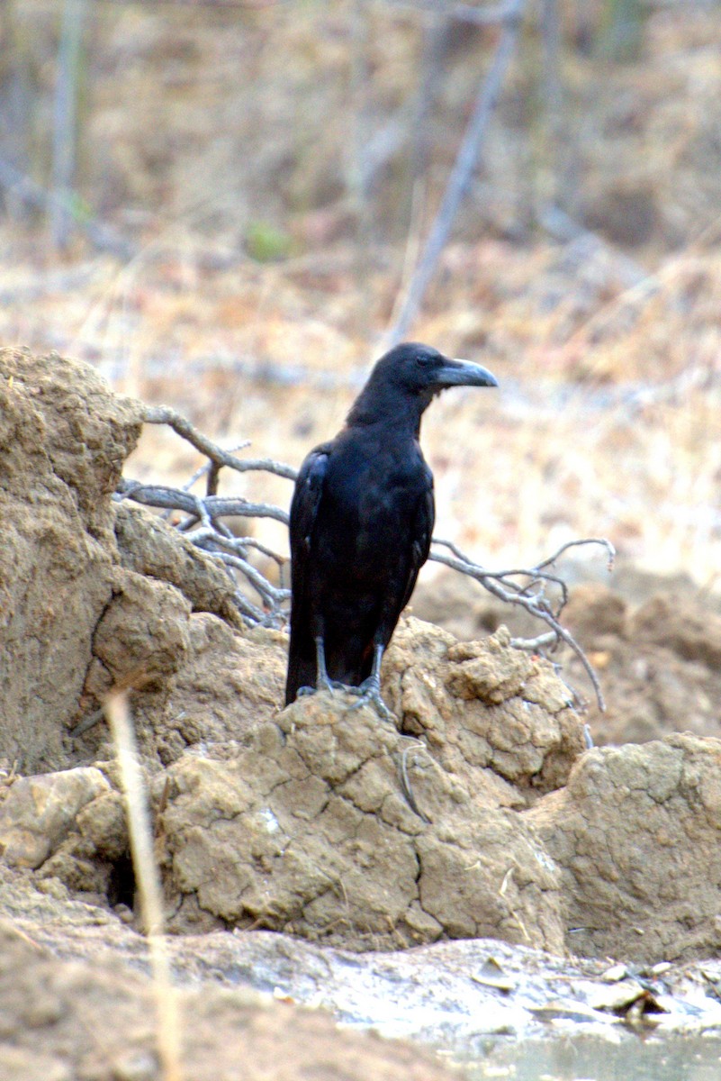 Large-billed Crow - ML163978301