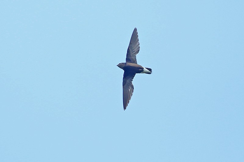 Brown-backed Needletail - ML163979031