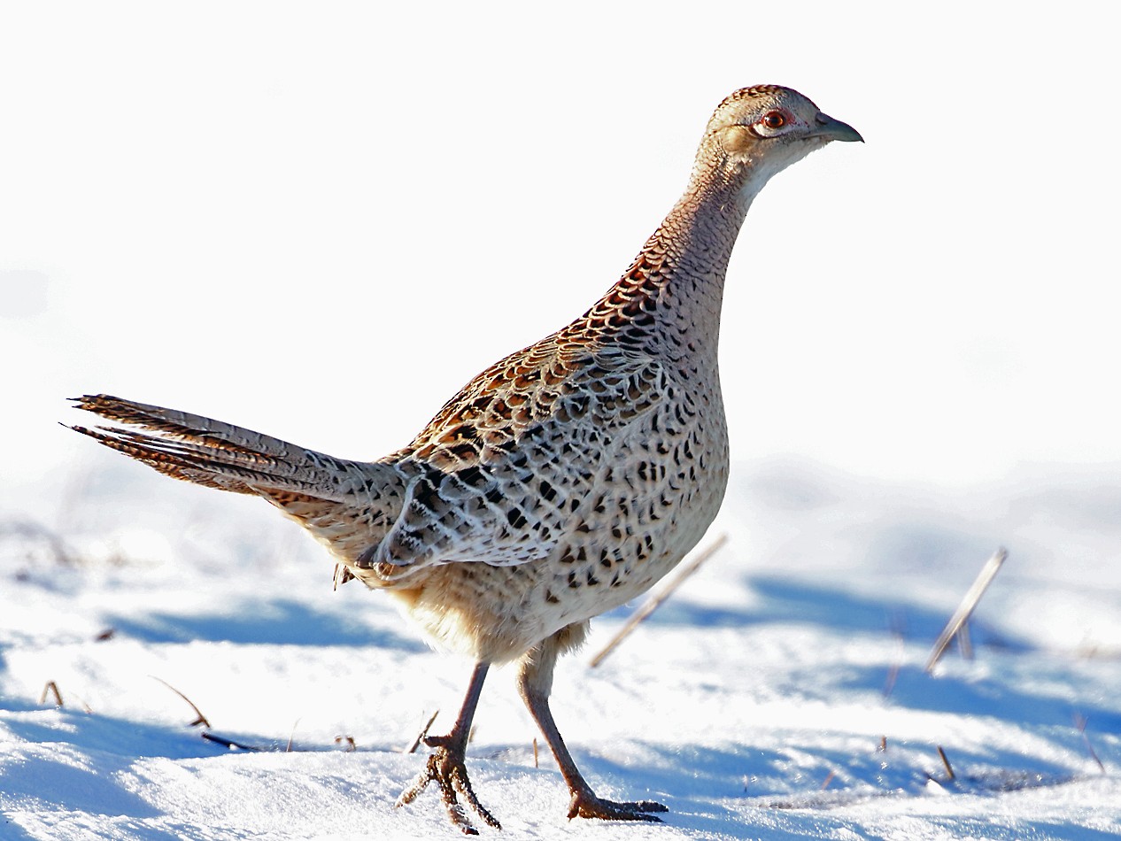 Ring-necked Pheasant - eBird