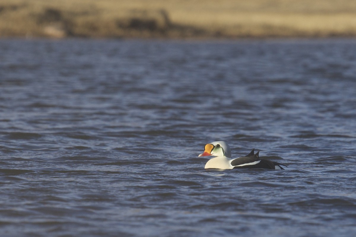 King Eider - Clare Kines