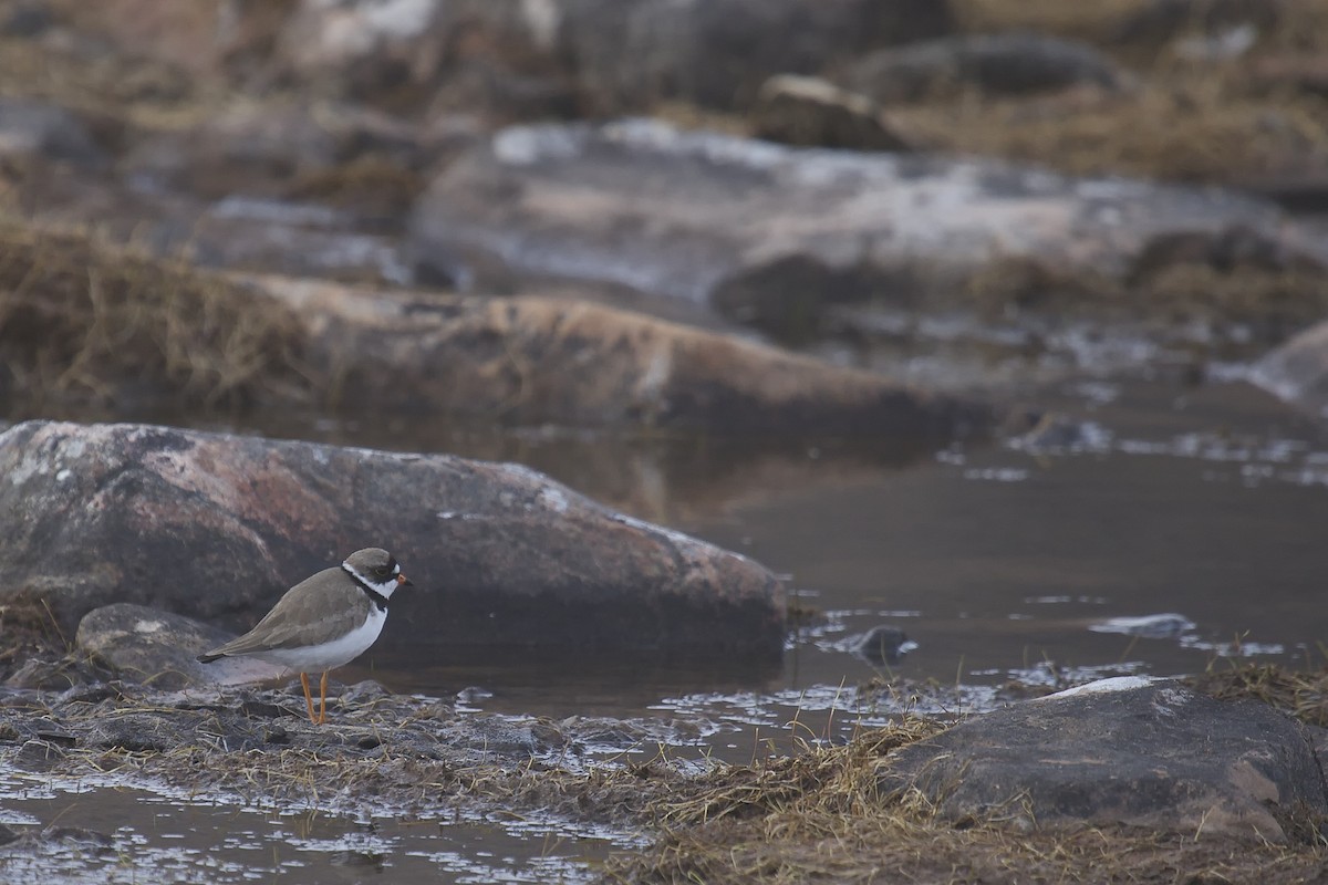 Semipalmated Plover - ML163980381