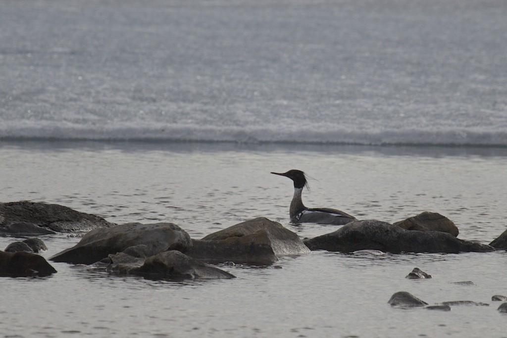Red-breasted Merganser - Clare Kines