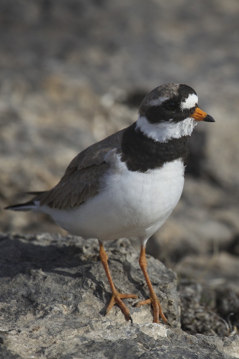 Common Ringed Plover - ML163980651