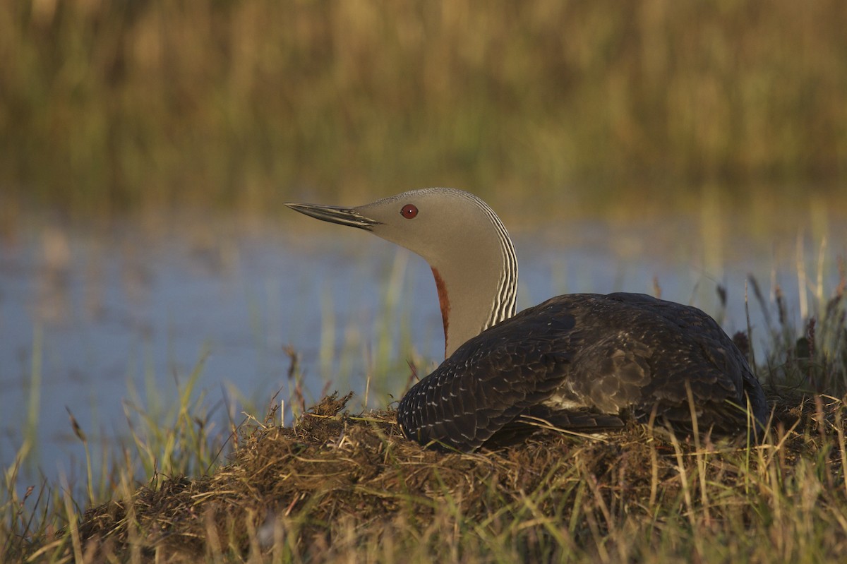Red-throated Loon - ML163980691