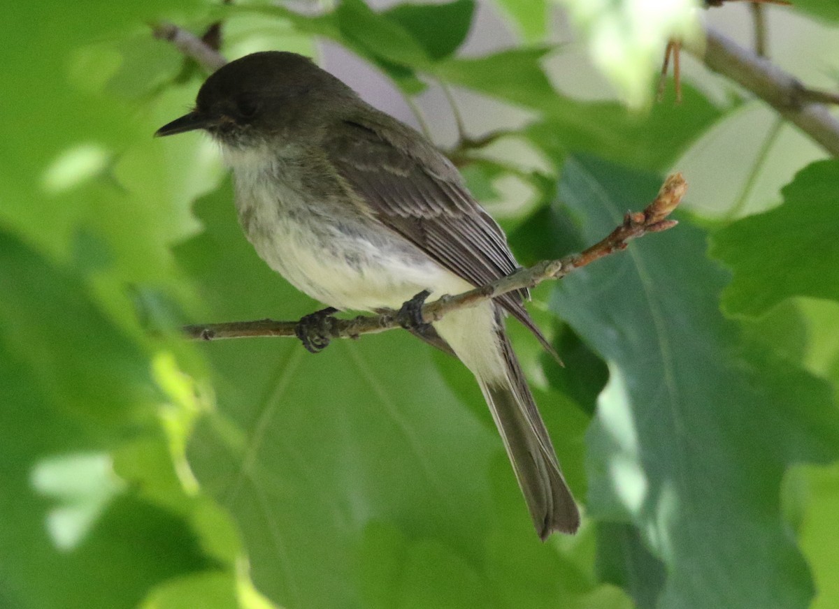Eastern Phoebe - Brian Tychie