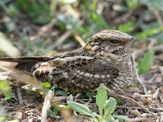  - Scissor-tailed Nightjar