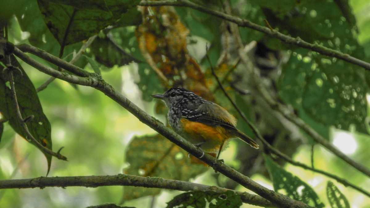 Peruvian Warbling-Antbird - Jorge Muñoz García   CAQUETA BIRDING