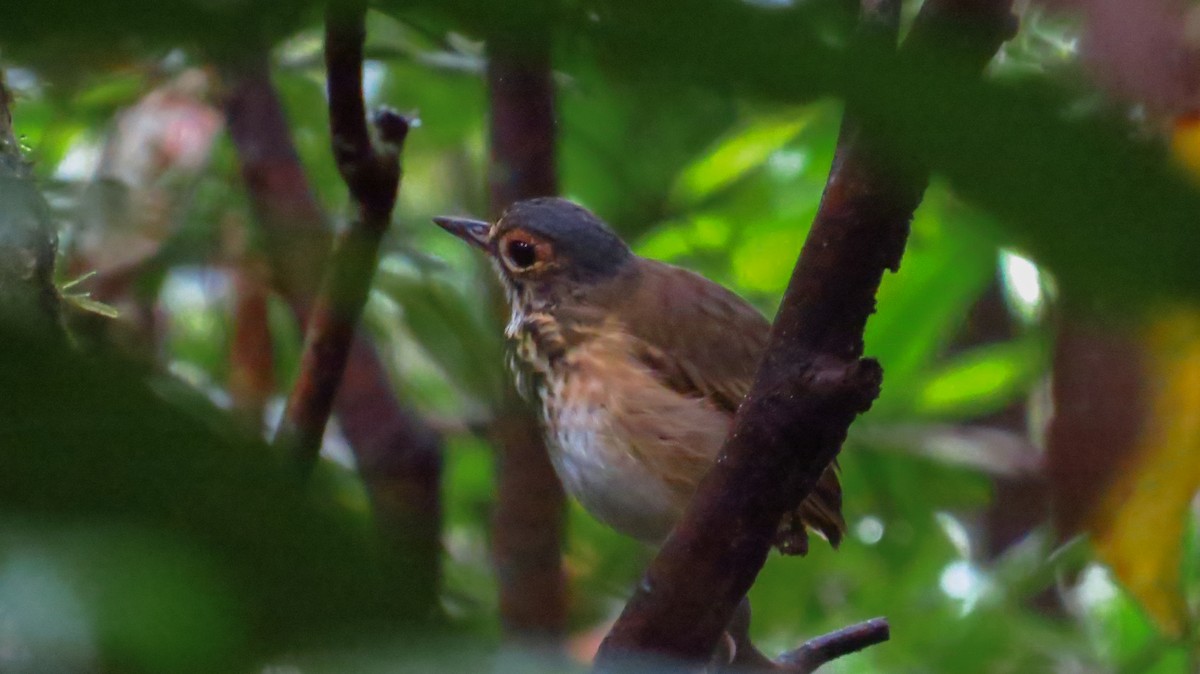 Spotted Antpitta - ML163986631