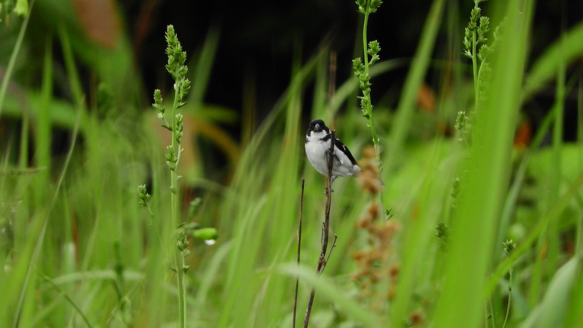 Wing-barred Seedeater (Caqueta) - ML163987151